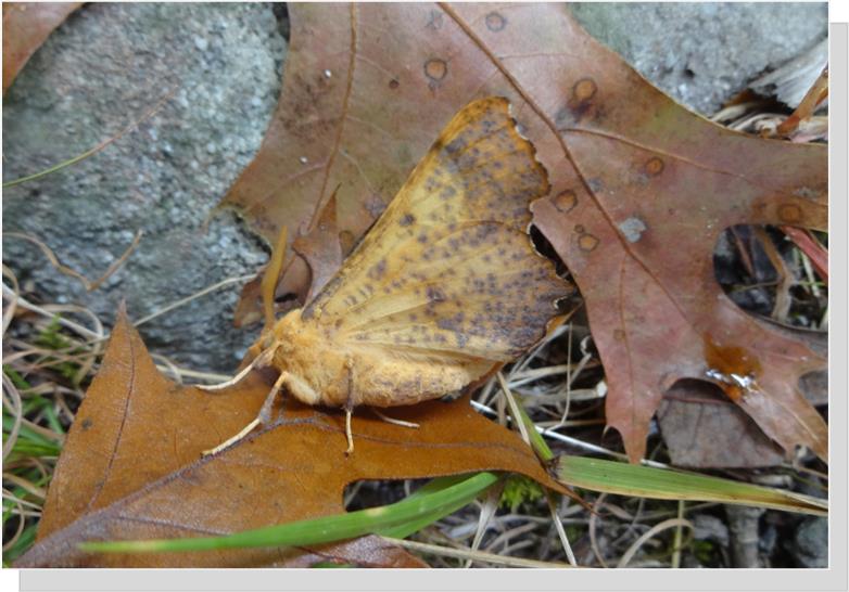 Luna Moth, Annandale, VA